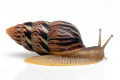 Limicolaria martensiana Mbarara, Uganda dark stripes adult